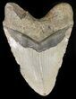 Huge, Megalodon Tooth - North Carolina #42293-2